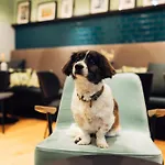 Harry's Graz-smart & Graz